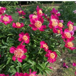 Пион Микадо