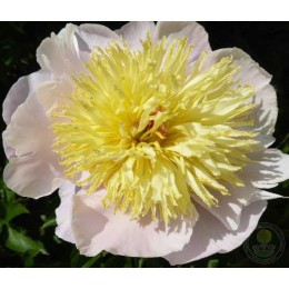 Пион Рейнголд