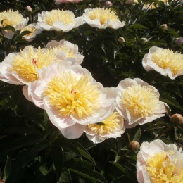 Пион Рейнголд