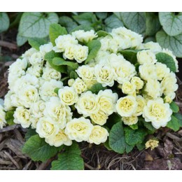 Примула махровая Джек зэ Лэд