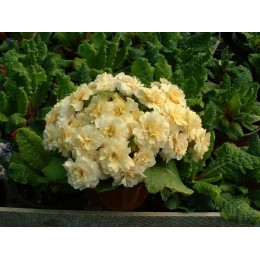 Примула обыкновенная Крем дю Трегор