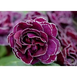 Примула обыкновенная Фру-Фру