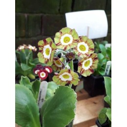 Примула ушковая Генри’с Бэйн