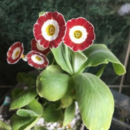 Примула ушковая Трафалгар Сквер