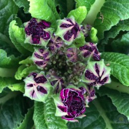 Примула обыкновенная Беларина (фиолетовая)