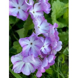 Примула Зибольда