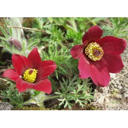 Прострел обыкновенный Рёде Клок