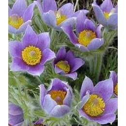 Прострел обыкновенный Виолет Блю