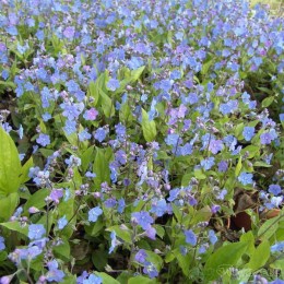 Пупочник каппадокийский Черри Инграм