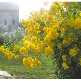 Рудбекия рассечённая Голд Бол / Золотой Шар