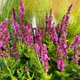 Сальвия / Шалфей дубравный Сенсэйшн Брайт Роуз