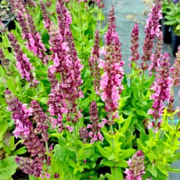 Сальвия / Шалфей дубравный Сенсэйшн Брайт Роуз