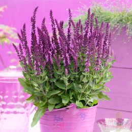 Сальвия / Шалфей дубравный Сенсэйшн Брайт Роуз