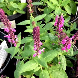 Сальвия / Шалфей дубравный Синхро Пинк