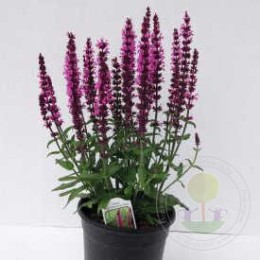 Сальвия / Шалфей дубравный Нью Дименшн Роуз