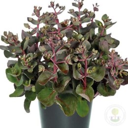 Очиток / Седум Седакшн Черри Чоколэт