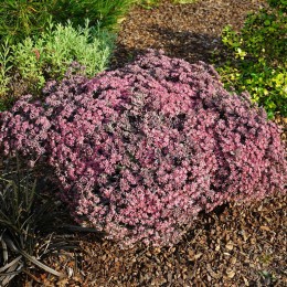 Очиток / Седум Ред Спаркл