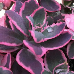 Очиток / Седум Дрим Дазлер