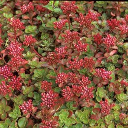 Очиток / Седум ложный Фулдаглут