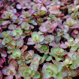 Очиток / Седум ложный Фулдаглут