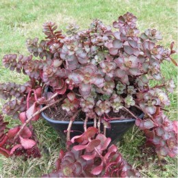 Очиток / Седум ложный Фулдаглут