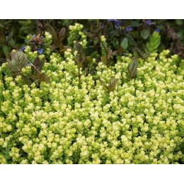 Очиток / Седум едкий Ауреа