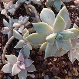 Граптопеталум (седум) парагвайский