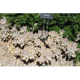 Граптопеталум (седум) парагвайский