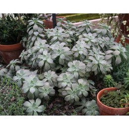 Граптопеталум (седум) парагвайский