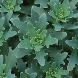 Очиток / Седум Тандерклауд