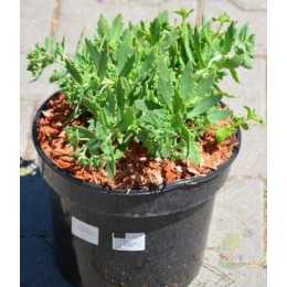 Очиток / Седум Тандерклауд