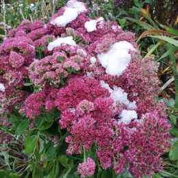 Очиток / Седум видный