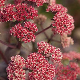 Очиток / Седум Ориентал Дансер