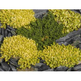 Очиток / Седум едкий Йеллоу Квин