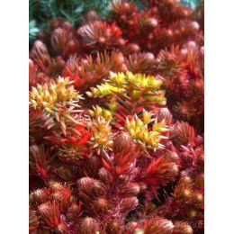 Очиток / Седум Чоколат Болл