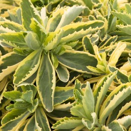 Очиток / Седум Элзи'с Голд