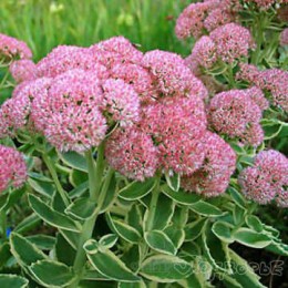 Очиток / Седум Элзи'с Голд