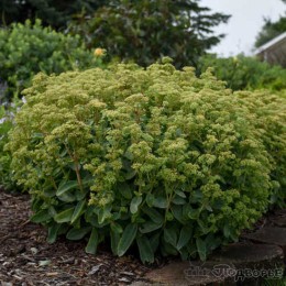 Очиток / Седум Лемонджейд