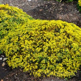 Очиток / Седум Лемонджейд