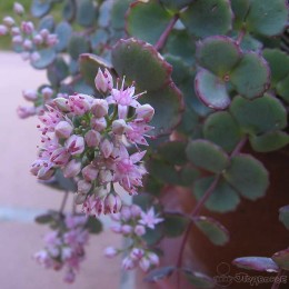 Очиток / Седум Зибольда