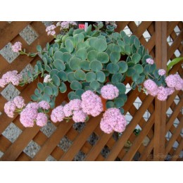 Очиток / Седум Зибольда