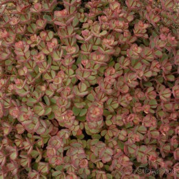 Очиток / Седум Зибольда