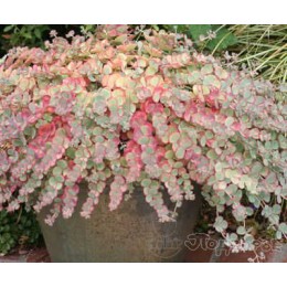 Очиток / Седум Зибольда