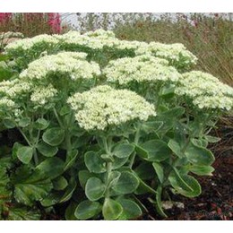 Очиток / Седум видный Айсберг