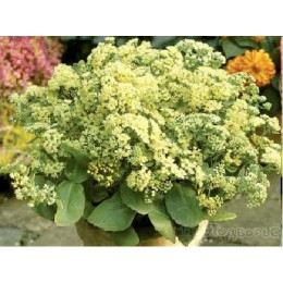 Очиток / Седум Санкиссед