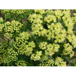 Очиток / Седум Санкиссед