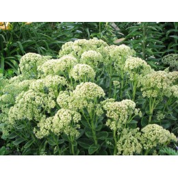 Очиток / Седум Санкиссед