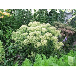 Очиток / Седум Санкиссед