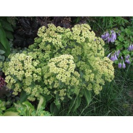 Очиток / Седум Санкиссед