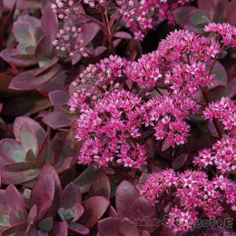 Очиток / Седум Санспарклер Файеркрекер